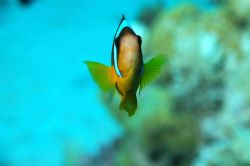 Red Sea, Hurgada by Stevan Filipovich 